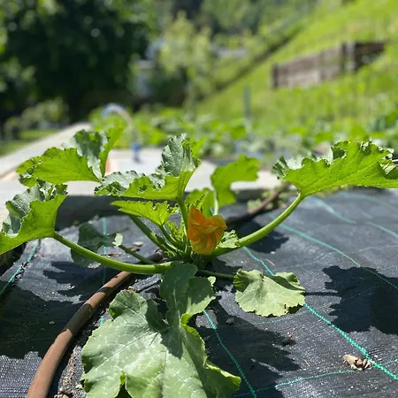 Bellagio View Rosabella With Swimming-pool