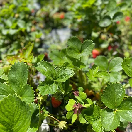 Bellagio View Rosabella With Swimming-pool Civenna
