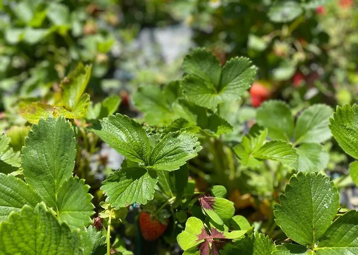 Bellagio View Rosabella With Swimming-pool 奇文纳