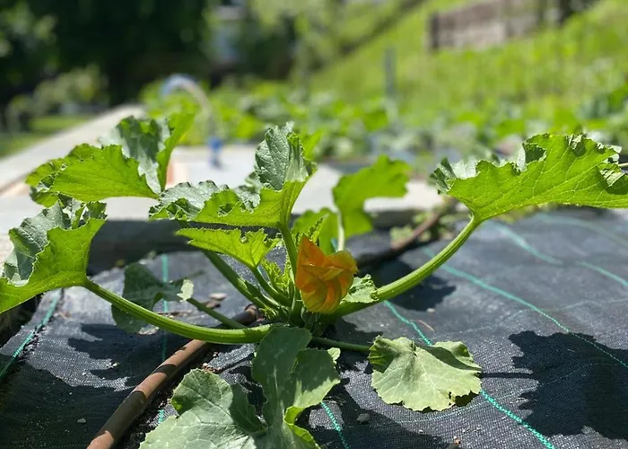 Bellagio View Rosabella With Swimming-pool